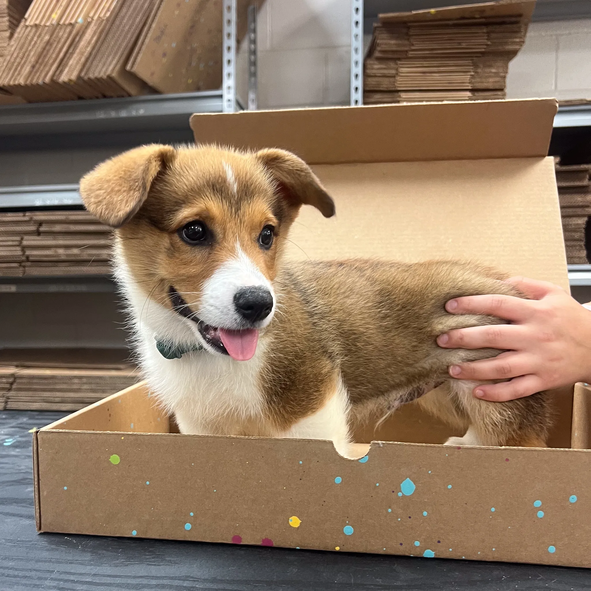Print Kit for Pets